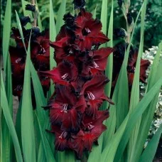 Gladiool Black Star